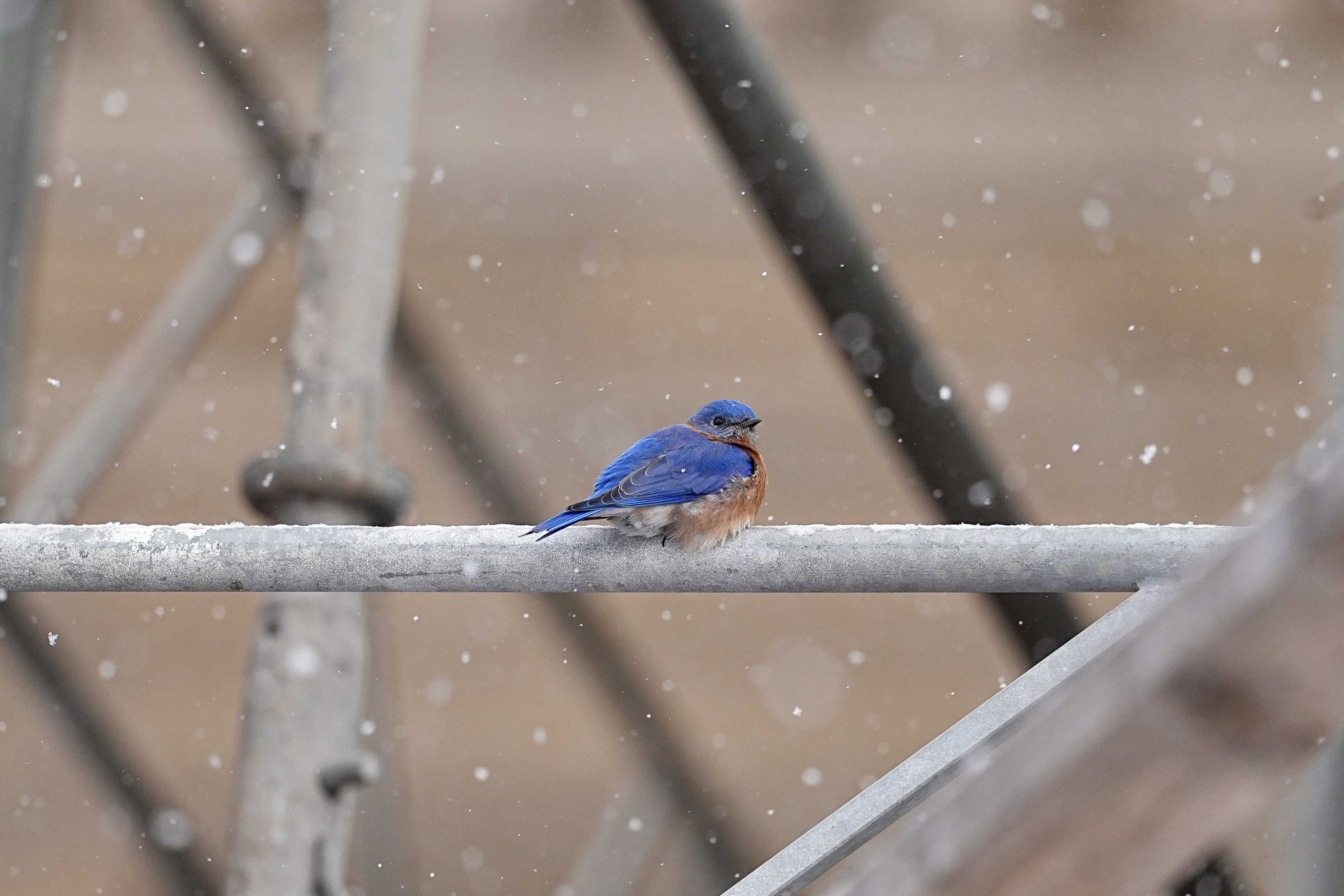 Cornell Campus Wildlife
